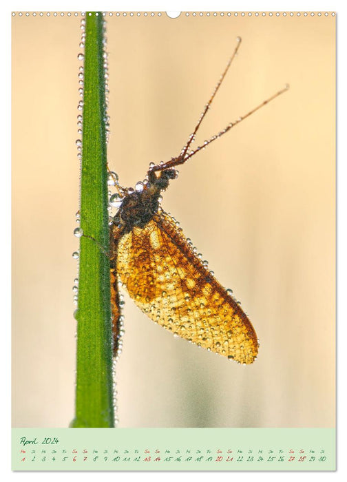 So EDEL und FEIN... können heimische Insekten sein (CALVENDO Premium Wandkalender 2024)