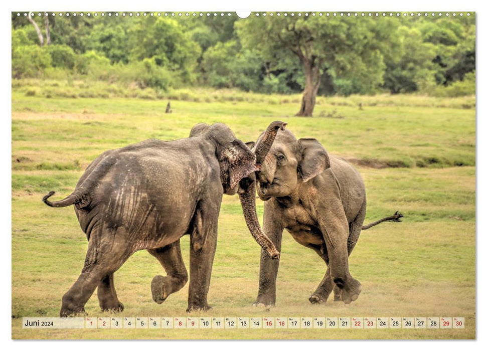 Sri Lanka - Tempel, Tee und Elefanten (CALVENDO Wandkalender 2024)