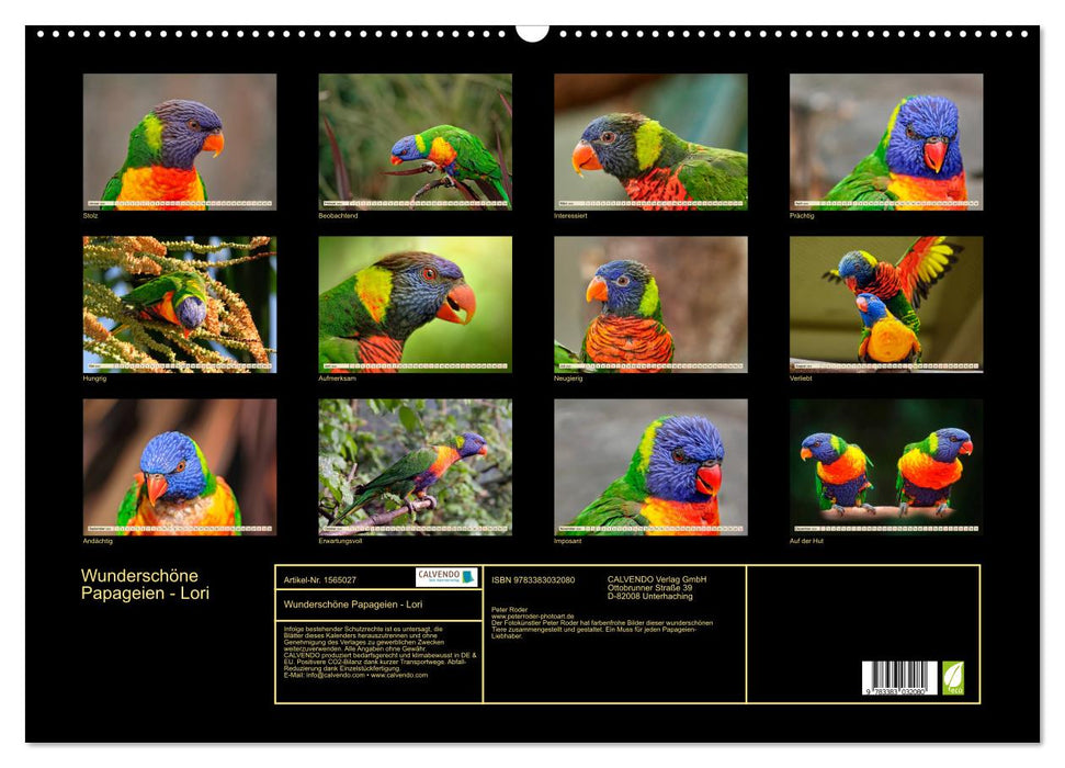 Wunderschöne Papageien - Lori (CALVENDO Wandkalender 2024)