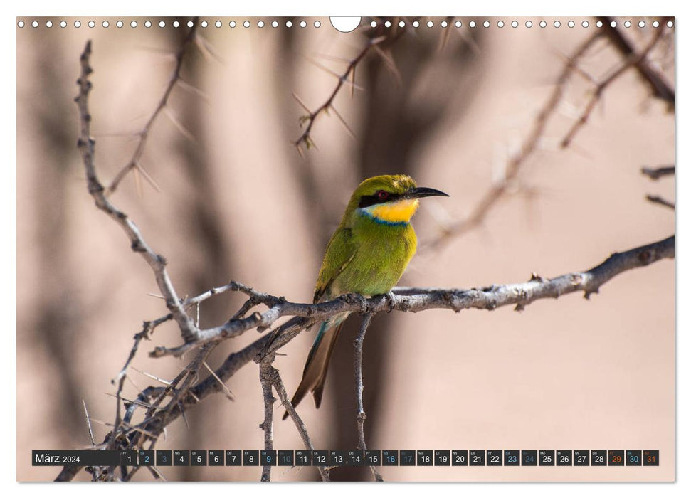 Vögel der Welt (CALVENDO Wandkalender 2024)