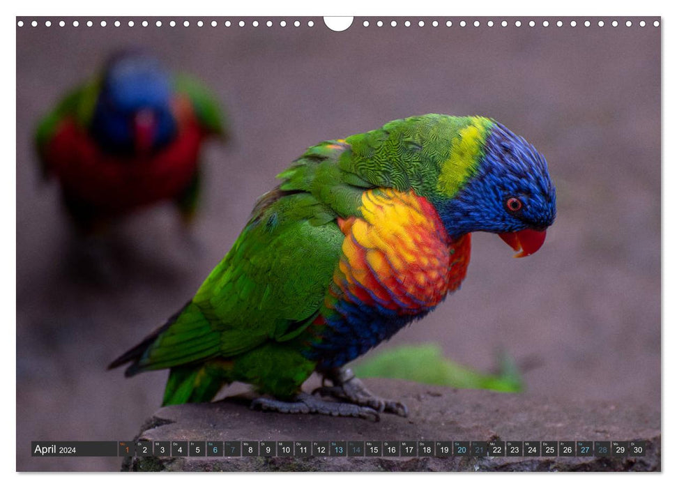Vögel der Welt (CALVENDO Wandkalender 2024)