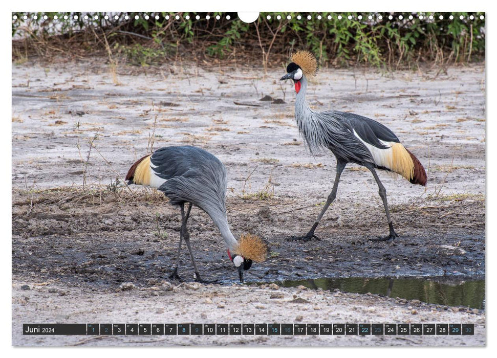 Vögel der Welt (CALVENDO Wandkalender 2024)