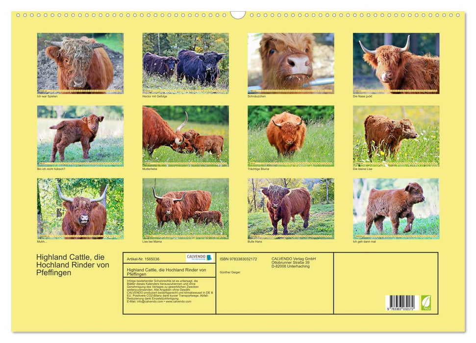 Highland Cattle, die Hochlandrinder aus Pfeffingen (CALVENDO Wandkalender 2024)