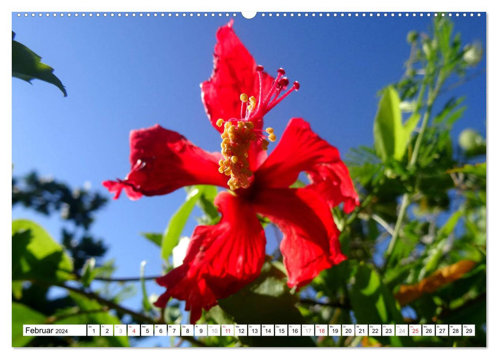 Blüten-Zauber - Naturparadies Kuba (CALVENDO Premium Wandkalender 2024)