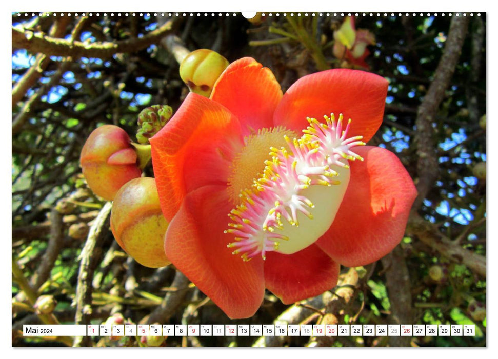Blüten-Zauber - Naturparadies Kuba (CALVENDO Premium Wandkalender 2024)