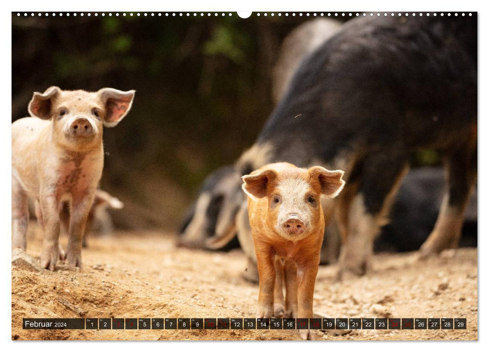 Korsika - süße, wilde Schweinchen (CALVENDO Premium Wandkalender 2024)