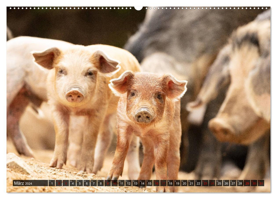 Corse - cochons sauvages et sucrés (Calendrier mural CALVENDO Premium 2024) 