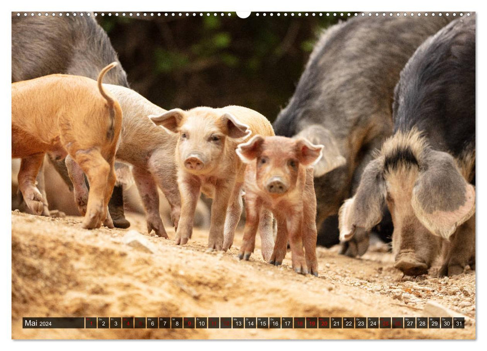 Korsika - süße, wilde Schweinchen (CALVENDO Premium Wandkalender 2024)
