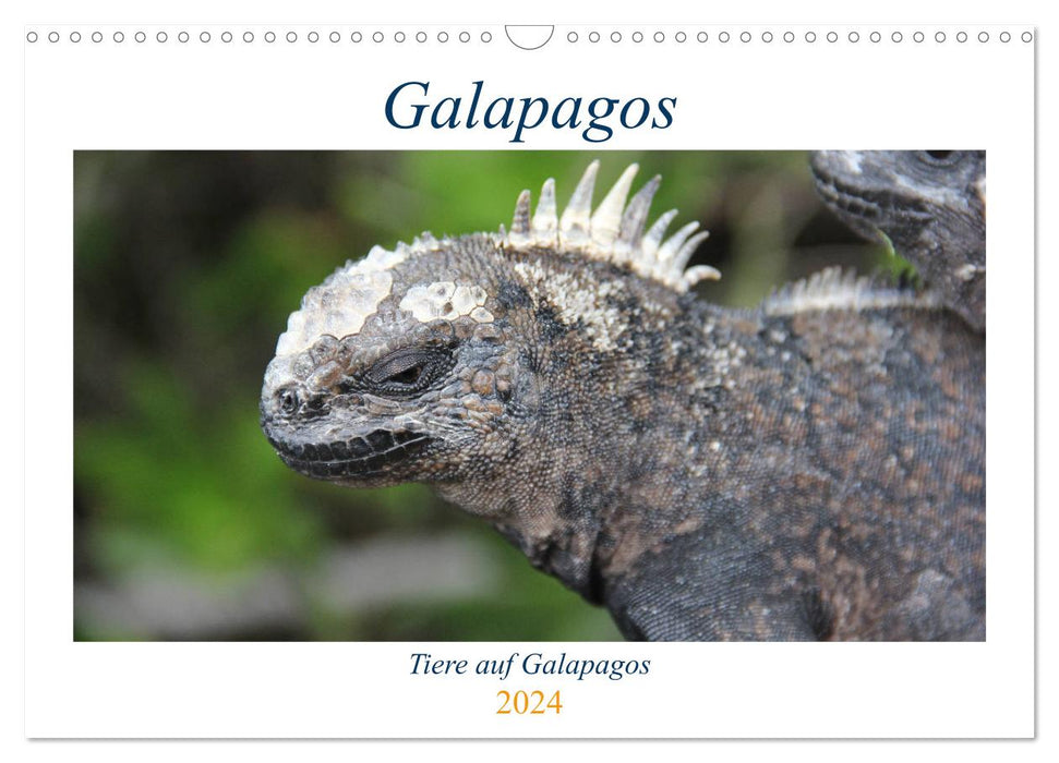 Galapagos 2024 - Tiere auf Galapagos (CALVENDO Wandkalender 2024)