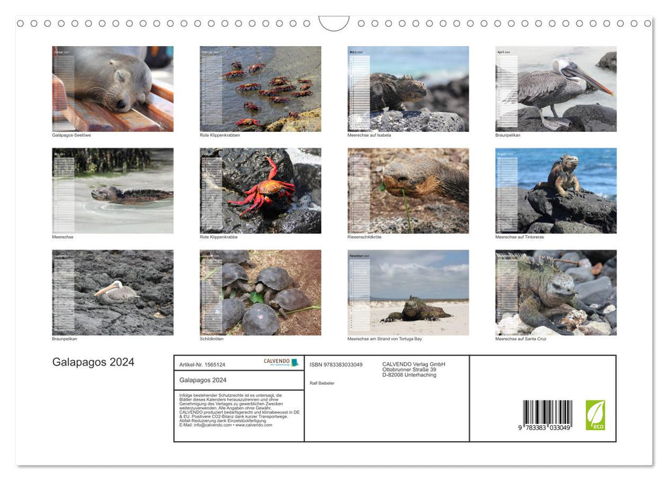 Galapagos 2024 - Tiere auf Galapagos (CALVENDO Wandkalender 2024)