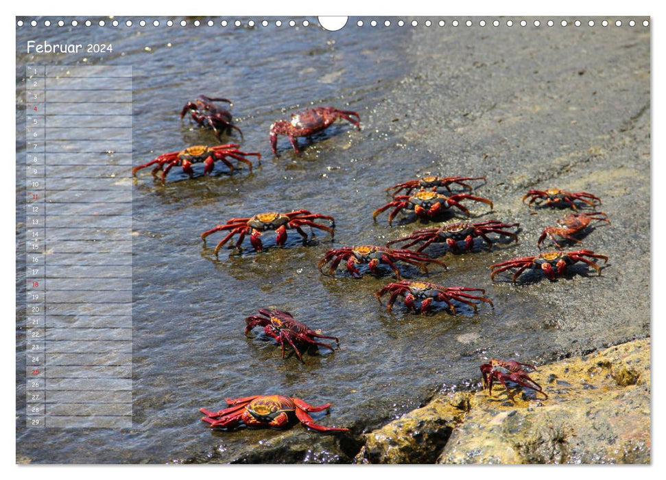 Galapagos 2024 - Tiere auf Galapagos (CALVENDO Wandkalender 2024)