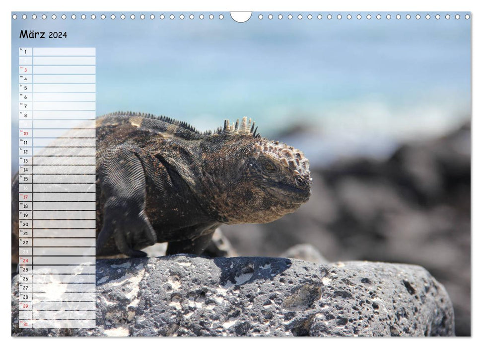 Galapagos 2024 - Tiere auf Galapagos (CALVENDO Wandkalender 2024)