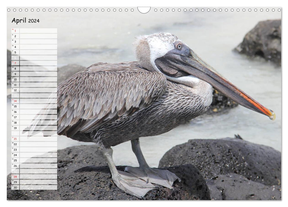 Galapagos 2024 - Tiere auf Galapagos (CALVENDO Wandkalender 2024)