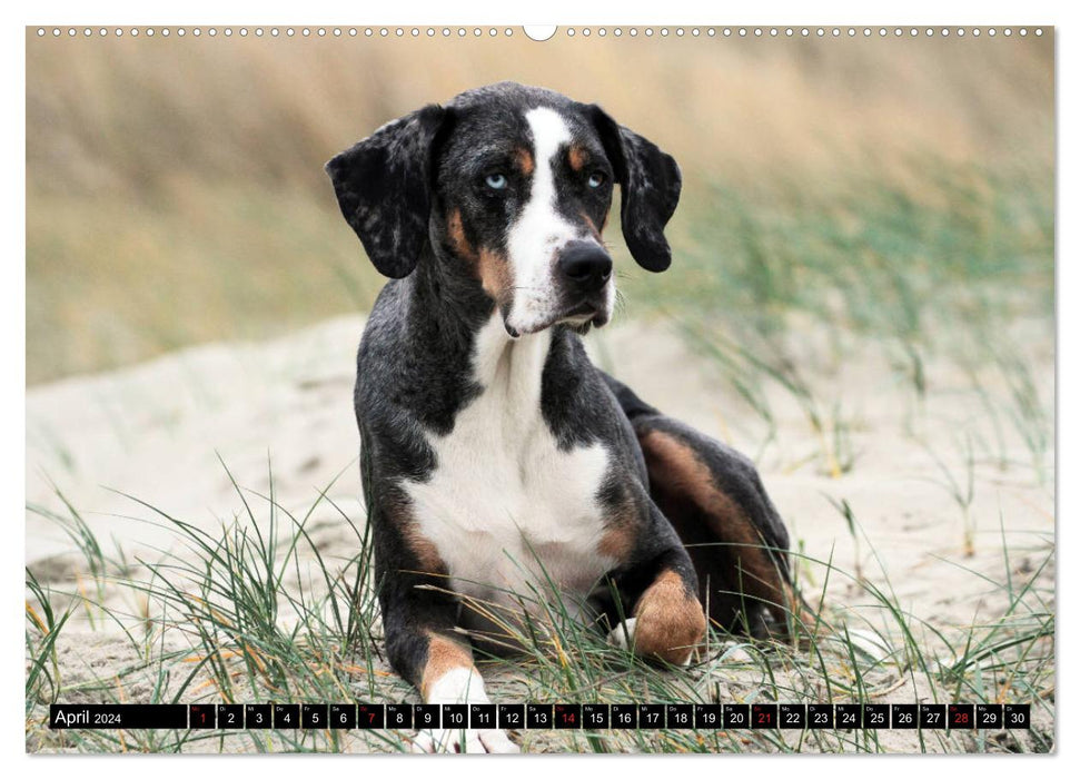 Le chien léopard Catahoula de Louisiane (Calvendo Premium Wall Calendar 2024) 