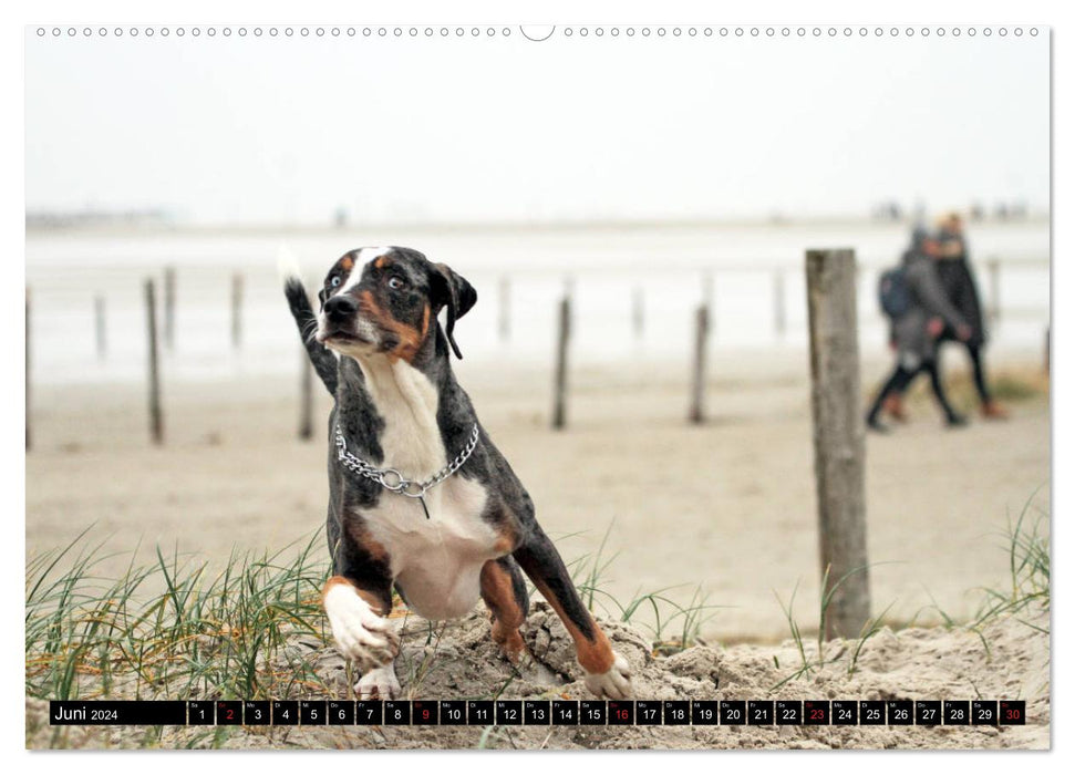 Le chien léopard Catahoula de Louisiane (Calvendo Premium Wall Calendar 2024) 