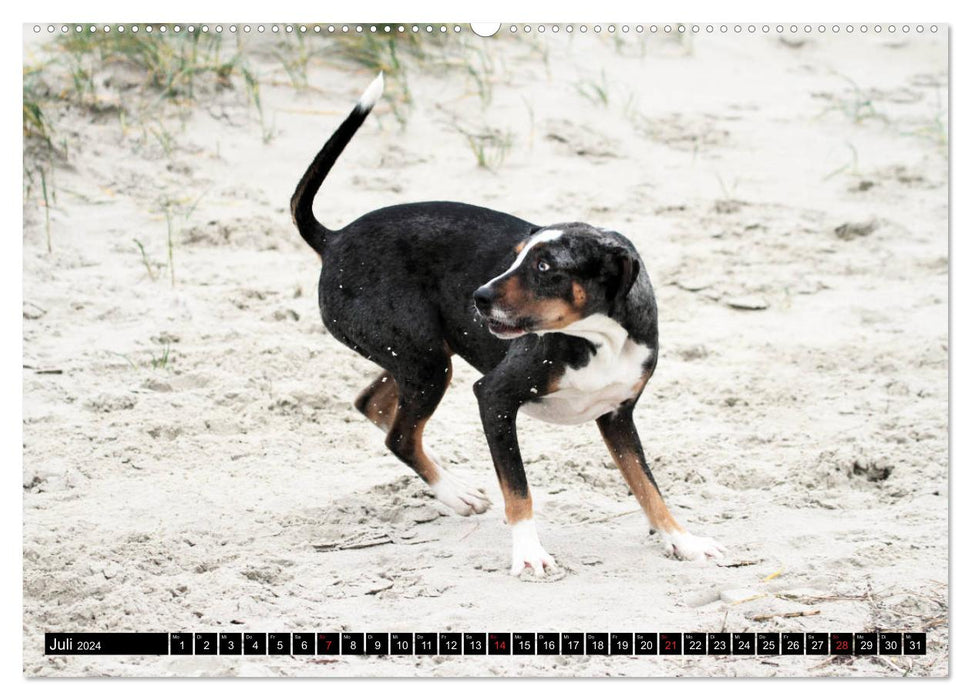 Le chien léopard Catahoula de Louisiane (Calvendo Premium Wall Calendar 2024) 