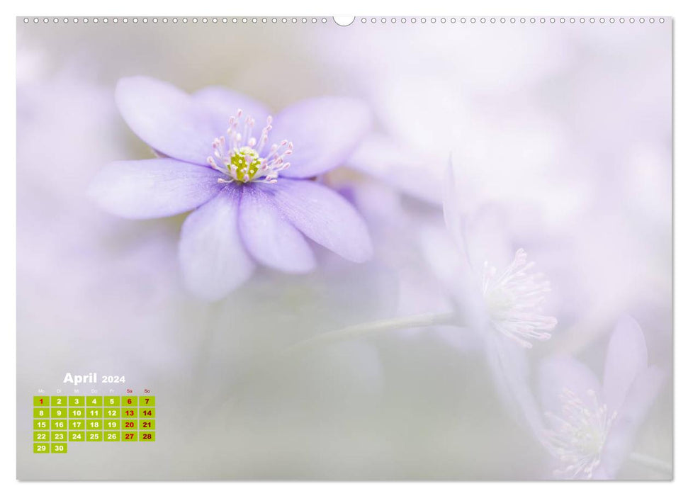 Pflanzenfotografie - Ein blütenreiches Jahr (CALVENDO Premium Wandkalender 2024)