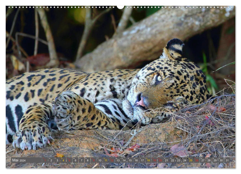 Jaguare im Pantanal (CALVENDO Premium Wandkalender 2024)