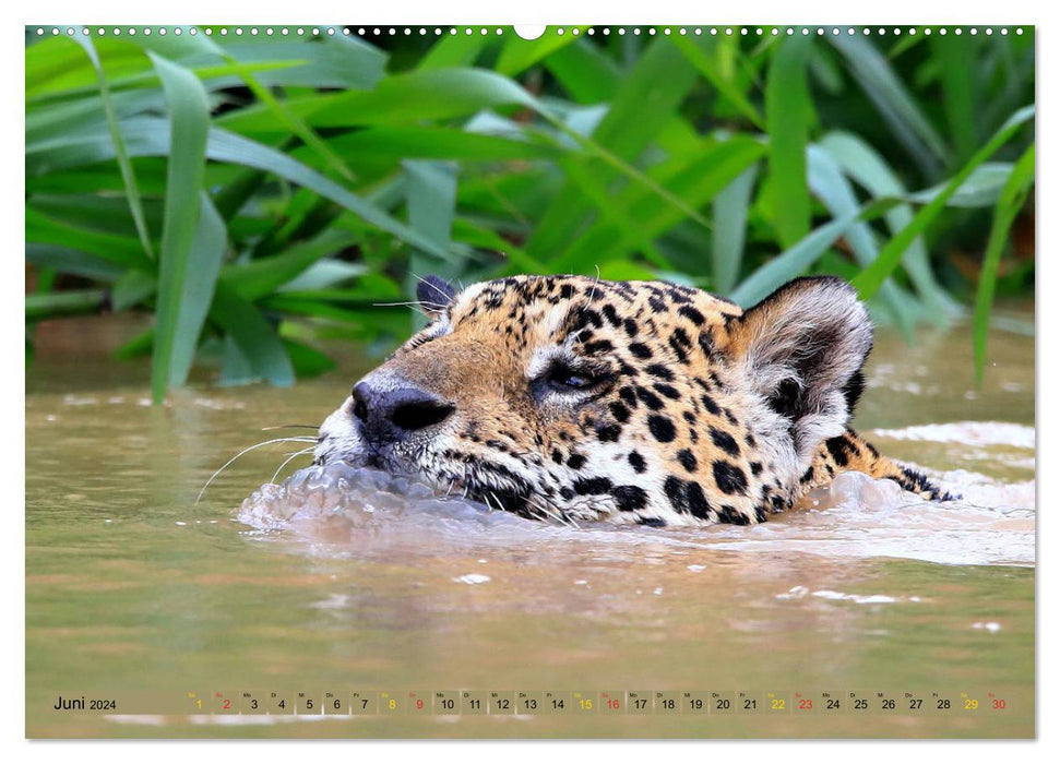 Jaguare im Pantanal (CALVENDO Premium Wandkalender 2024)