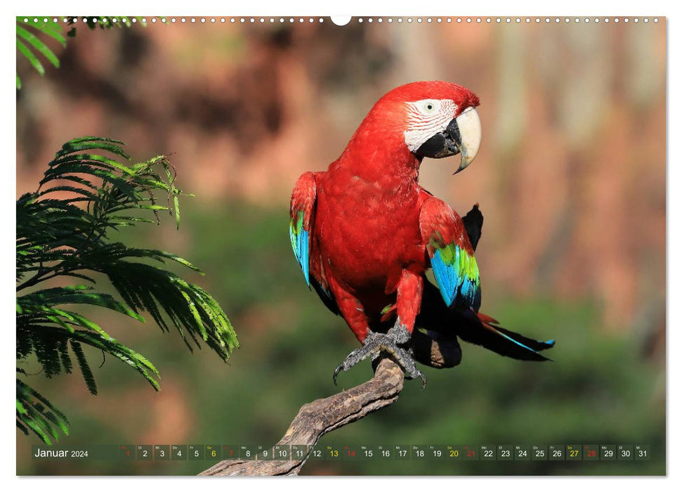 Aras im Pantanal (CALVENDO Premium Wandkalender 2024)