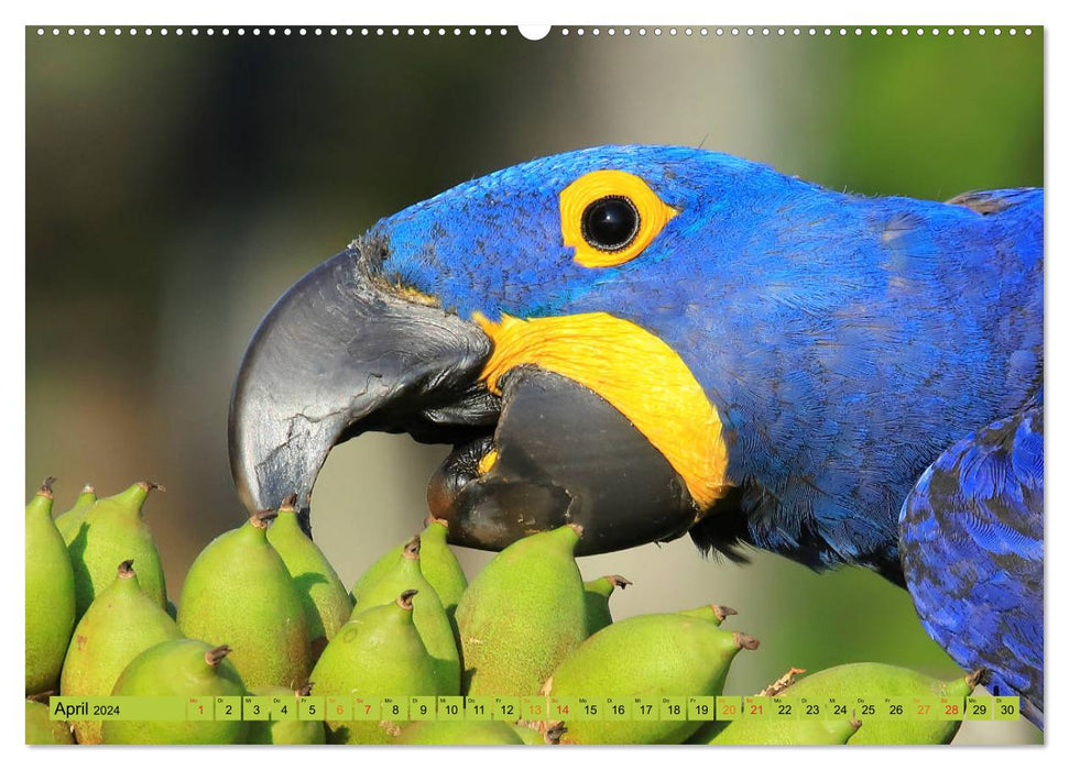 Aras im Pantanal (CALVENDO Premium Wandkalender 2024)
