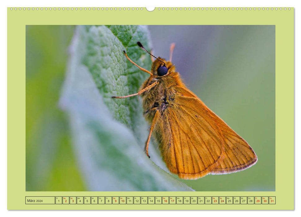 Papillons-Butterflies-Schmetterlinge (CALVENDO Premium Wandkalender 2024)