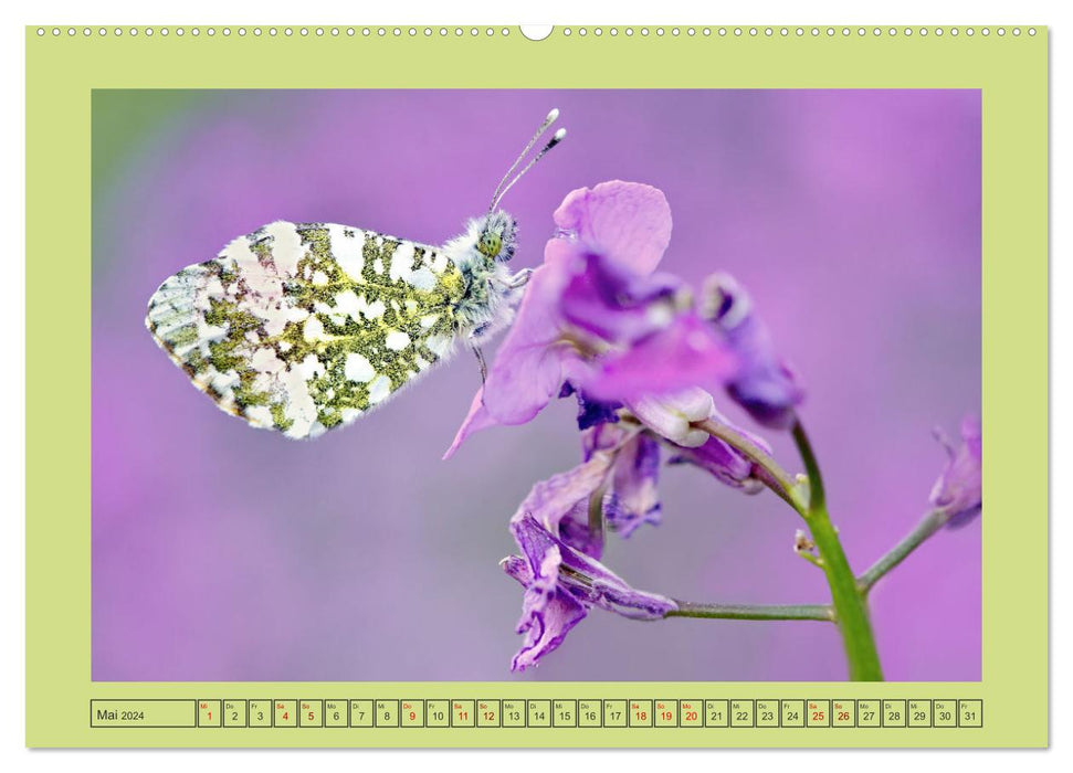 Papillons-Butterflies-Schmetterlinge (CALVENDO Premium Wandkalender 2024)