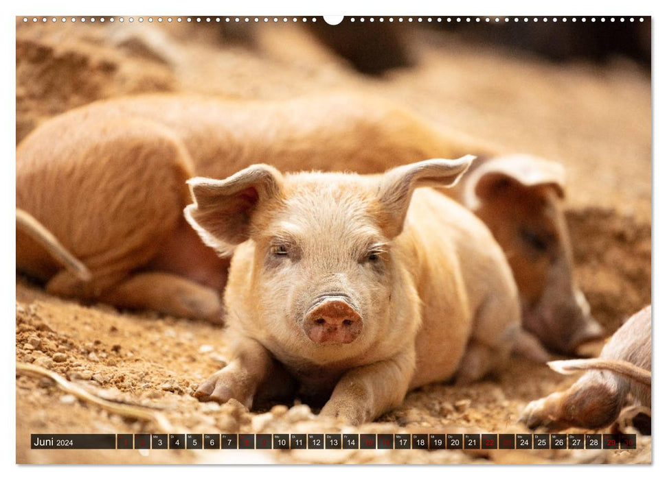 Korsika - süße, wilde Schweinchen (CALVENDO Wandkalender 2024)