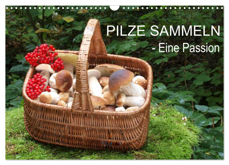 Pilze sammeln - eine Passion (CALVENDO Wandkalender 2024)