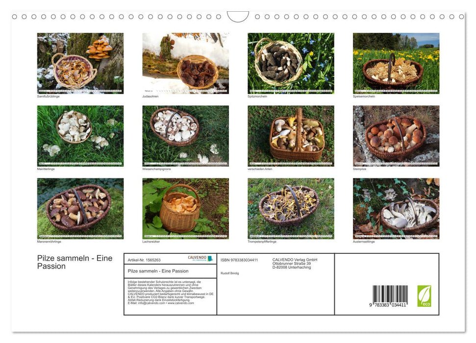 Pilze sammeln - eine Passion (CALVENDO Wandkalender 2024)