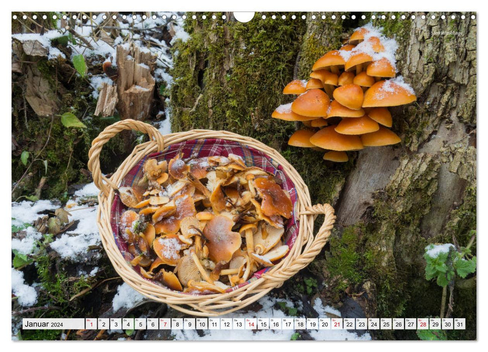 Cueillir des champignons - une passion (Calendrier mural CALVENDO 2024) 