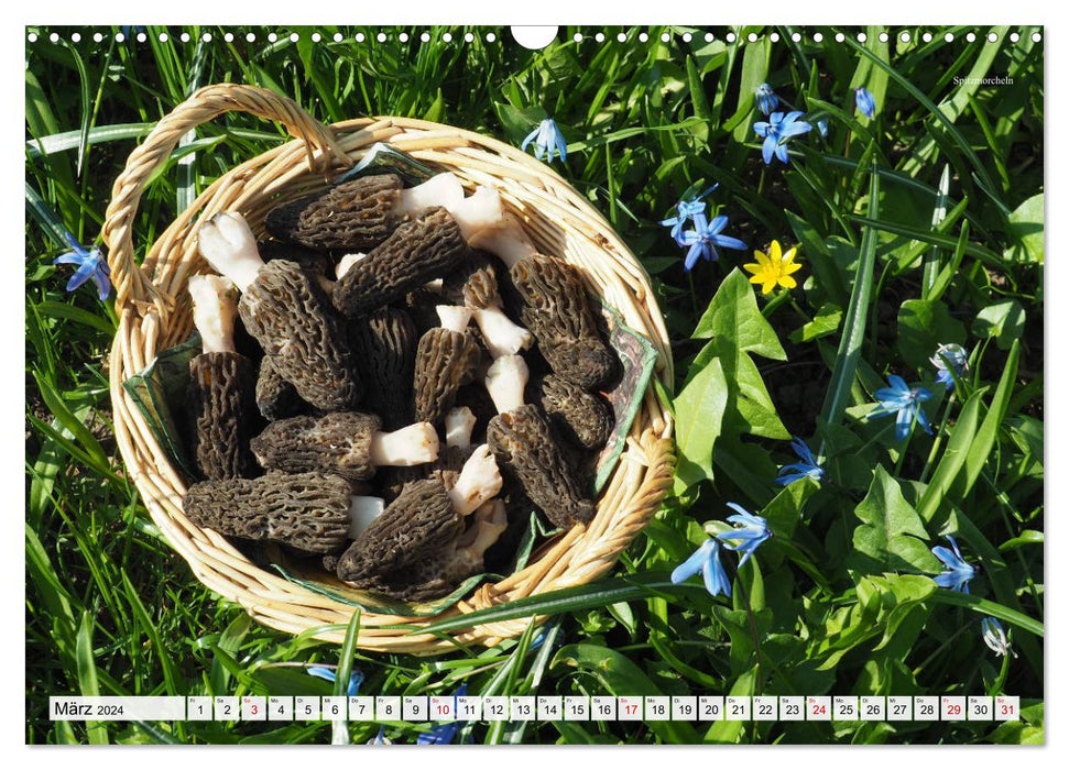 Cueillir des champignons - une passion (Calendrier mural CALVENDO 2024) 