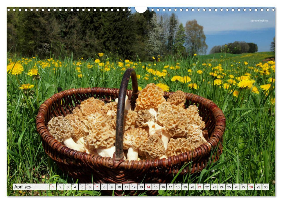 Cueillir des champignons - une passion (Calendrier mural CALVENDO 2024) 