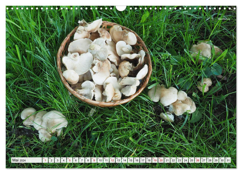 Cueillir des champignons - une passion (Calendrier mural CALVENDO 2024) 