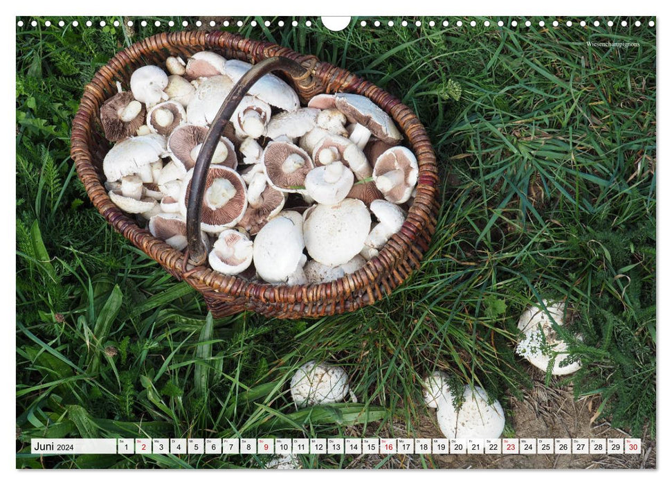 Cueillir des champignons - une passion (Calendrier mural CALVENDO 2024) 