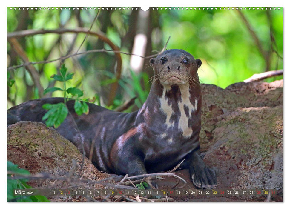 Riesenotter - Flusswölfe im Pantanal (CALVENDO Premium Wandkalender 2024)