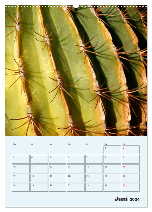 Wehrhafte Sukkulenten (CALVENDO Wandkalender 2024)