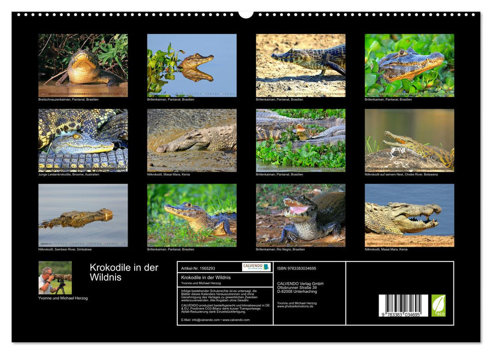 Krokodile in der Wildnis (CALVENDO Premium Wandkalender 2024)