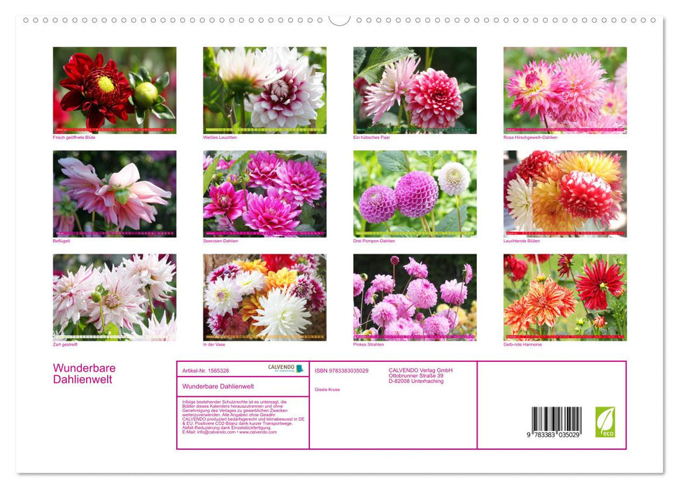 Merveilleux monde des dahlias (Calvendo Premium Calendrier mural 2024) 