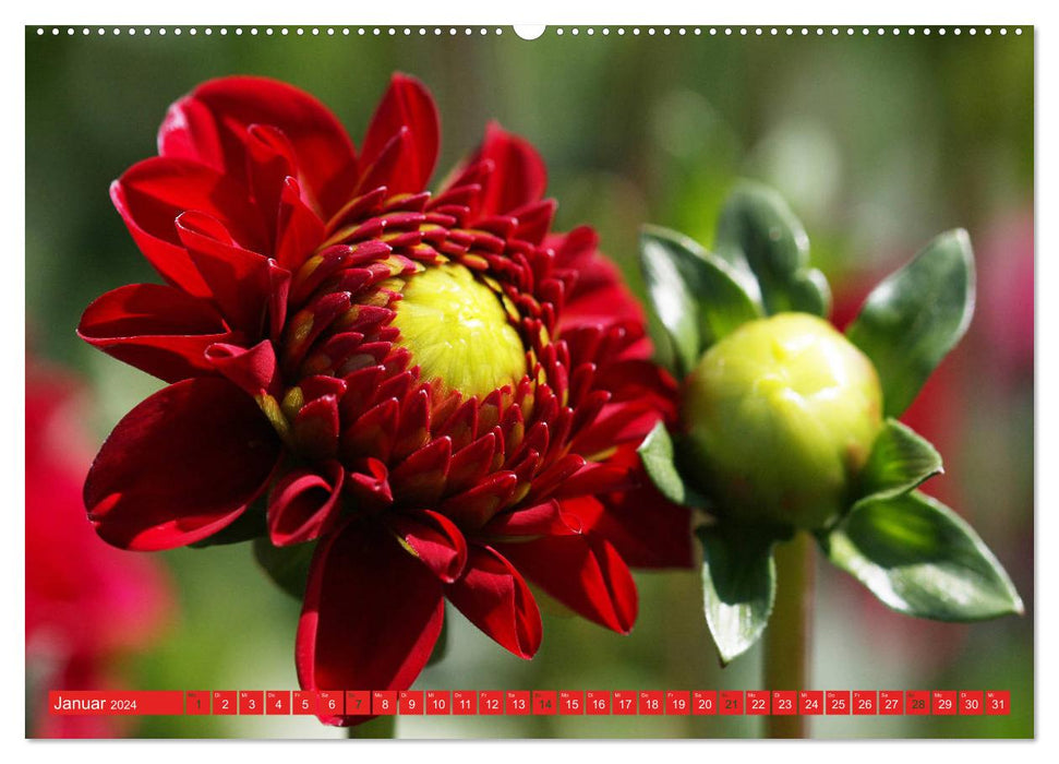 Merveilleux monde des dahlias (Calvendo Premium Calendrier mural 2024) 