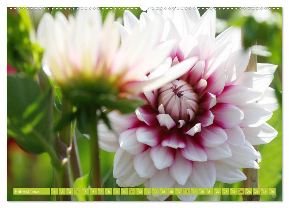 Merveilleux monde des dahlias (Calvendo Premium Calendrier mural 2024) 