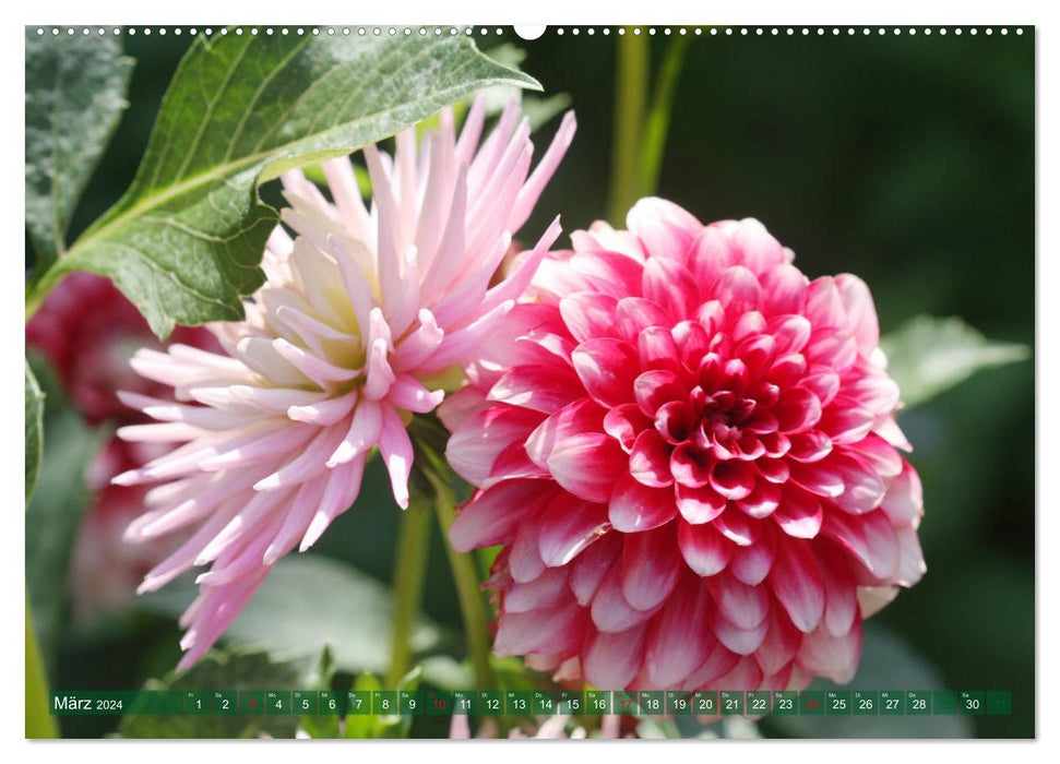 Merveilleux monde des dahlias (Calvendo Premium Calendrier mural 2024) 