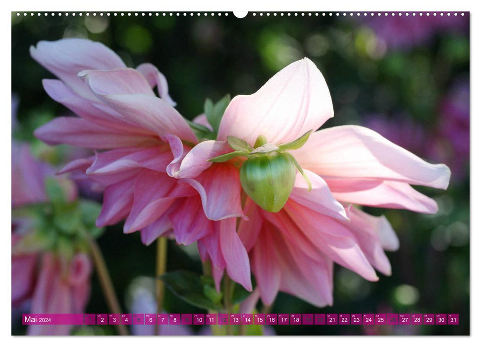 Merveilleux monde des dahlias (Calvendo Premium Calendrier mural 2024) 