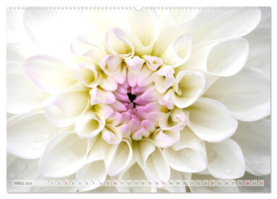 Dahlias au soleil (Calendrier mural CALVENDO Premium 2024) 