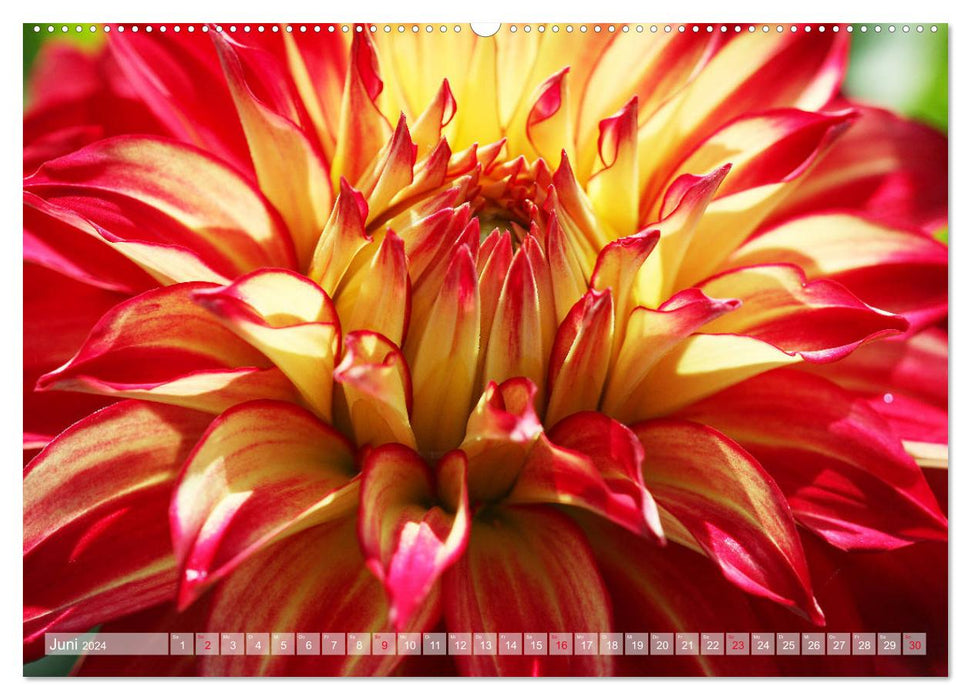 Dahlias au soleil (Calendrier mural CALVENDO Premium 2024) 