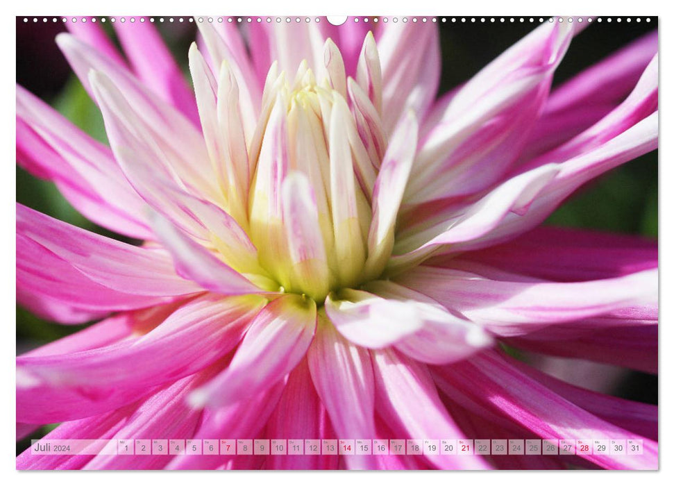 Dahlias au soleil (Calendrier mural CALVENDO Premium 2024) 