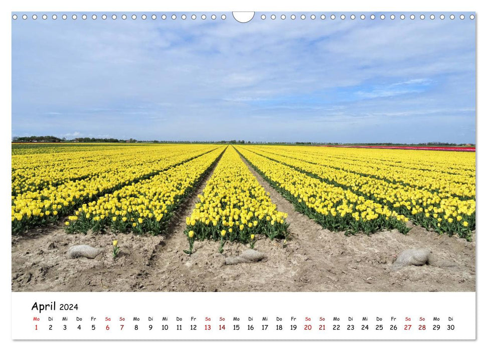 Tulpenblüte in Flevoland 2024 (CALVENDO Wandkalender 2024)
