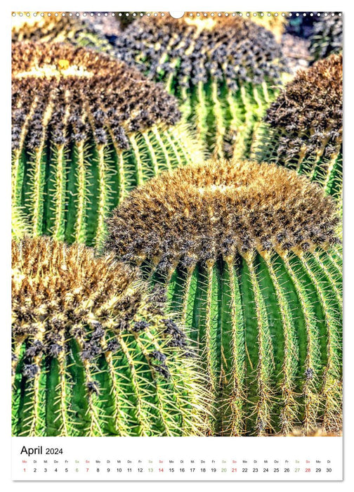 Kakteen - Stacheliges aus Südamerika (CALVENDO Wandkalender 2024)