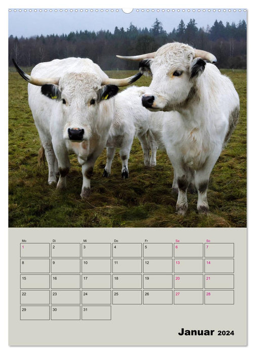 Kuhportraits Hornkühe (CALVENDO Premium Wandkalender 2024)