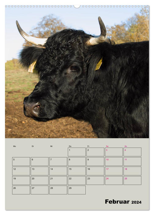 Kuhportraits Hornkühe (CALVENDO Premium Wandkalender 2024)